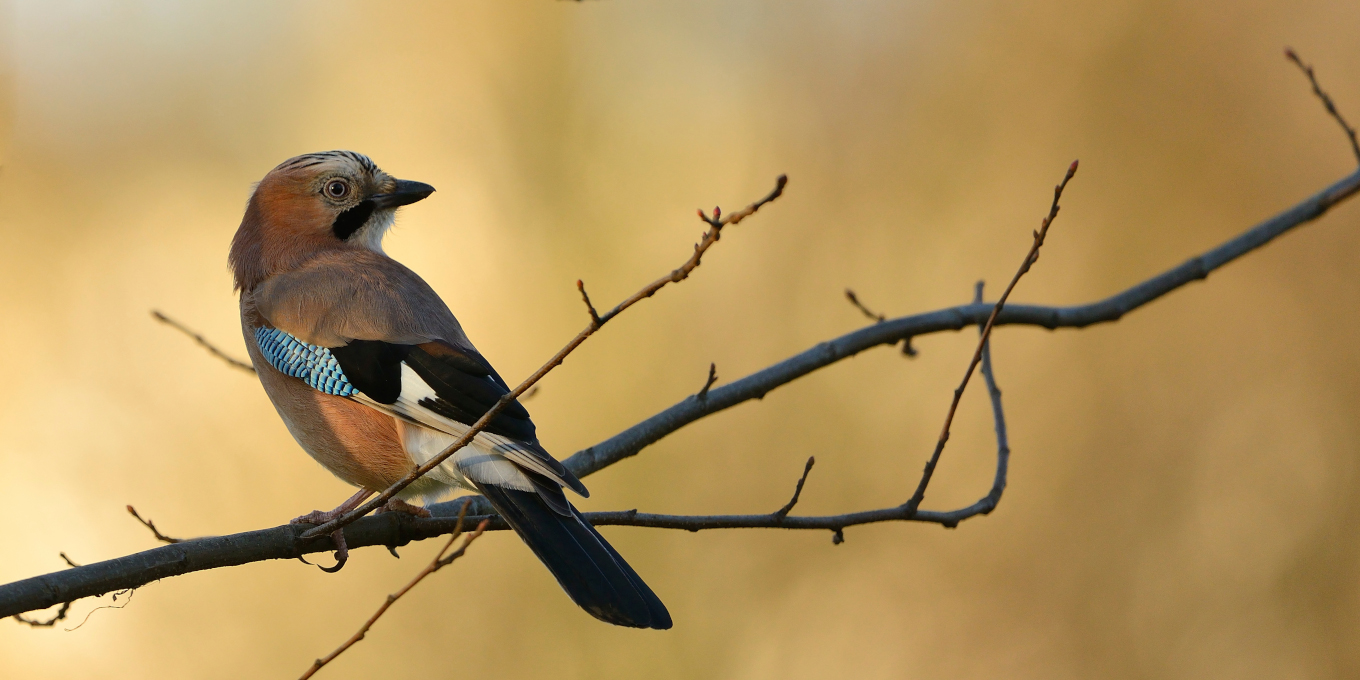 Statut juridique des corvidés